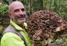 Montoggio, trovato fungo record da 7kg Grifola frondosa, barbixin
