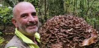 Montoggio, trovato fungo record da 7kg Grifola frondosa, barbixin