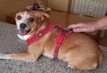 Genova, un appello per salvare dal canile il cane di Clara Ceccarelli, uccisa dal compagno Miky cane Clara Ceccarelli