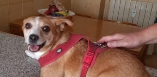 Genova, un appello per salvare dal canile il cane di Clara Ceccarelli, uccisa dal compagno Miky cane Clara Ceccarelli