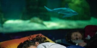 Genova, a nanna con gli squali all’Acquario Notte con gli squali Genova Acquario