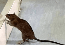 La Spezia, foto di un Topo in ospedale, era di un paziente ma dubbi su vaccinazioni e autorizzazioni topo ospedale La Spezia