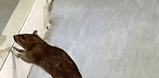 La Spezia, foto di un Topo in ospedale, era di un paziente ma dubbi su vaccinazioni e autorizzazioni topo ospedale La Spezia