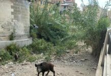 Sturla, i cittadini denunciano: il torrente è una jungla Sturla cinghiali jungla