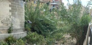 Sturla, i cittadini denunciano: il torrente è una jungla Sturla cinghiali jungla