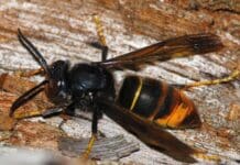 Vespa killer, boom di catture a Genova, paura per api e persone Vespa velutina