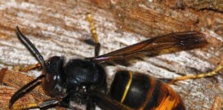 Genova, donna punta da una vespa velutina in via Pisa Vespa velutina