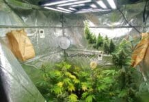 Vado Ligure, aveva trasformato il box in una serra per la marijuana serra marijuana Carignano Genova