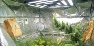 Vado Ligure, aveva trasformato il box in una serra per la marijuana serra marijuana Carignano Genova