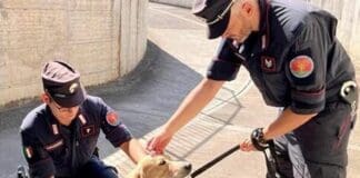 Savona, controlli con i cani anti-droga nelle scuole Carabinieri cane antidroga