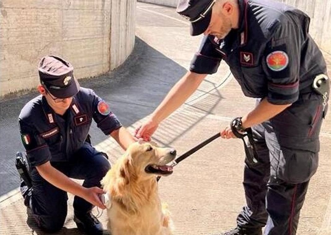 Carabinieri cane antidroga