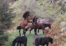 Cavalli selvaggi della Val d’Aveto, Regione Liguria: risorsa turistica Cavalli selvaggi aveto