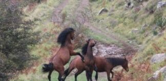 Fattorie Aperte in Liguria, edizione 2023: tra orti e animali per imparare divertendosi Cavalli selvaggi aveto