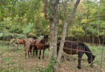 Cavalli selvaggi dell’Aveto, Regione Liguria risponde agli Ambientalisti: nessuna deportazione cavalli selvatici Aveto