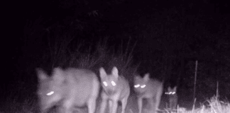 Lupi, Oipa e Leal chiedono intervento del Tribunale dell’Unione Europea Lupi liguria, cuccioli Genova