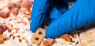 Salute, creato sensore commestibile che controllerà per noi la sicurezza degli alimenti sensore alimenti IIT