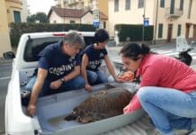 Sanremo, salvata una tartaruga Caretta caretta, sarà curata all’Acquario di Genova Tartaruga Caretta caretta Andrea
