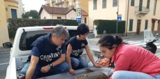 Sanremo, salvata una tartaruga Caretta caretta, sarà curata all’Acquario di Genova Tartaruga Caretta caretta Andrea