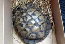 Sestri Levante, Enpa recupera e salva una tartaruga di terra tartaruga fuggita Sestri Levante