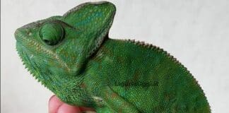 Albisola, un camaleonte in passeggiata, lo salva l’Enpa di Savona Camaleonte Albisola