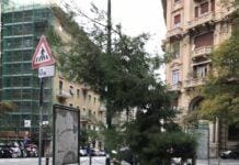 Genova, alberi piantati da poco crescono curvi a Castelletto Castelletto alberi crescono storti