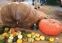 Quest’anno niente Mostra della Zucca a Murta, il motivo Mostra della Zucca Murta