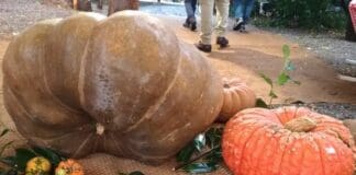 Quest’anno niente Mostra della Zucca a Murta, il motivo Mostra della Zucca Murta