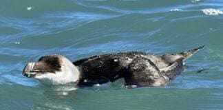 Gazza marina, avvistamenti eccezionali nel Mar Ligure Gazza Marina