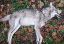 Giornata Mondiale del Cane: Ambientalisti: niente da festeggiare in Italia Lupo Torriglia morto