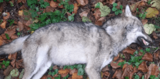 Caccia al Lupo, la proposta fa insorgere gli ambientalisti Lupo Torriglia morto