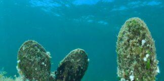 Pinna Nobilis, a Genova la presentazione del progetto per salvarla Pinna Nobilis, nacchera di mare, Life Pinna