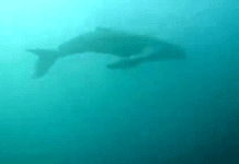 Megattera al largo di Capo Noli, avvistamento di un gruppo di sub Megattera capo Noli