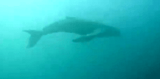 Megattera al largo di Capo Noli, avvistamento di un gruppo di sub Megattera capo Noli