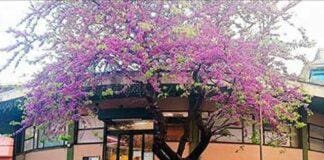 Genova, bomba carta nell’ex mercato di via Isonzo Mercato via Isonzo Sturla Genova