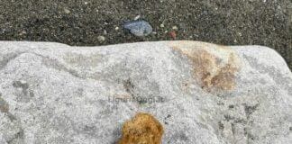 Genova, spugne fritte sulla spiaggia di Voltri, scatta l’allarme e la pulizia Voltri spugna fritta spiaggia Genova