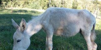 Asinello bianco rubato a Varese Ligure, appello sui social asinello Neve rubato Varese Ligure