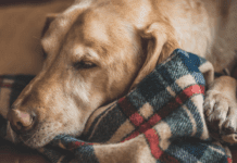 Botti di Capodanno a Genova, l’appello dell’assessore Ferro Cane coperta canile
