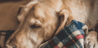 Al via la campagna #Donaunacoperta al canile più vicino Cane coperta canile