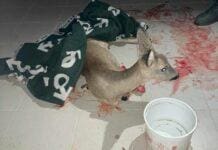 Finale Ligure, capriolo ferito al campo sportivo, salvato da Enpa e Vigili del Fuoco capriolo ferito Finale Ligure