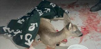 Finale Ligure, capriolo ferito al campo sportivo, salvato da Enpa e Vigili del Fuoco capriolo ferito Finale Ligure