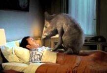 Genova, esce di casa e trova un cinghiale sullo zerbino