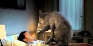 Genova, esce di casa e trova un cinghiale sullo zerbino