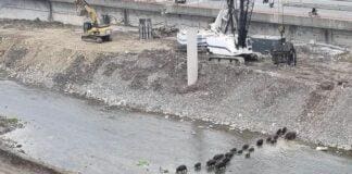 Genova, emergenza cinghiali, un branco attraversa il Bisagno a Molassana cinghiali branco Bisagno Genova Molassana