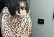 Savona, un falco pellegrino salvato da un pollaio Falco pellegrino