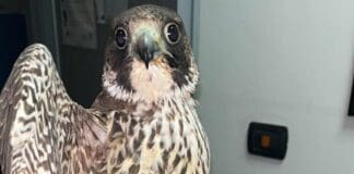 Savona, un falco pellegrino salvato da un pollaio Falco pellegrino
