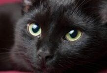 Genova, gatti salvati dalla strada anche se sono di altri, animalista nei guai Gatto Nero