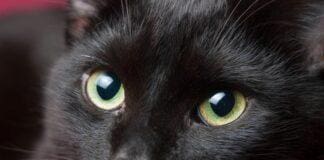 Genova, gatto scappa all’aeroporto, coppia rinuncia alla vacanza Gatto Nero