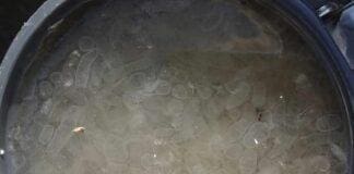 Genova, strane creature in mare, Arpal: è plancton gelatinoso Plancton gelatinoso mare Genova