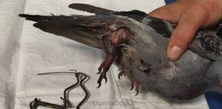 Savona, piccione catturato con una tagliola, Enpa: è maltrattamento Piccione catturato con tagliola Savona