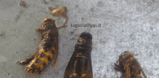 La Vespa Velutina, killer delle api, catturata anche a Genova Vespa Velutina vespa orientalis, Genova, Sestri Ponente